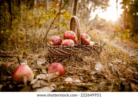 Fresh harvest of apples. Nature theme with red grapes and basket
