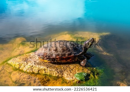 A wild turtle basking in the sun lying on a rock in a pond in Florida