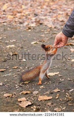 Feeding animals. Feeding the squirrel. A red squirrel eats nuts from his hands. A person feeds an animal. Soft focus