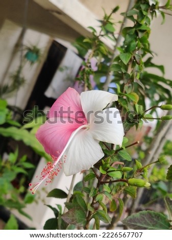 Home garden photography of Hibiscus flower 