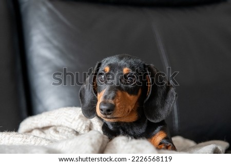 Puppy dachshund on the sofa