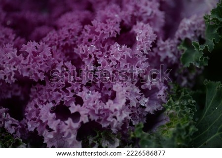 pink background High quality photo macro photography gradient white green ornamental Brassica oleracea acephala purple cruciferous family decorative carved cabbage leaves, poster, banner close - up	