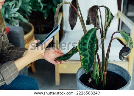Close up woman taking picture on phone of dried, sunburn leaf of potted plant Calathea. Houseplants diseases. Disorders Identification and Treatment search. Home gardening mobile app. Selective focus.
