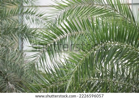 Nature pictures,Nature Background,beautiful view of nature leaf,Huge date palm leaves on a sunny sky background. Summer.View of palm tree, stem and branchesleaves from a low angle.selective focus.