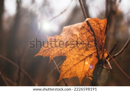 Yellow maple leaf on the tree