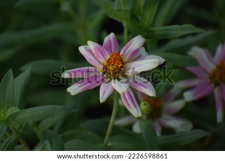 Nature concept: flower picture,Flowers in the garden(Zinnia violacea Cav.) in summer garden on sunny day. Zinnia is a genus of plants of the sunflower tribe within the daisy family,Thailand.