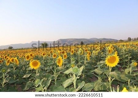 beautiful golden sunflower field at the sunset, summer agricultural scene
