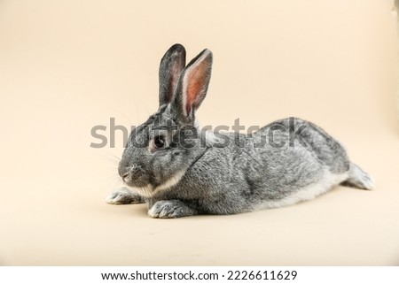 gray rabbit is on light background studio photo. grey adult bunny, studio shot