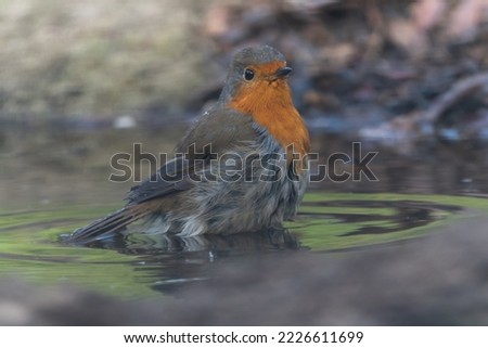 Beautiful side portrait of European robin with plumage a little wet over water looking to the side, near Cordoba, Andalusia, Spain