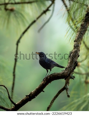 Blue whistling thrush or Myophonus caeruleus perched high on pine tree in natural scenic winter environment or background at foothills of himalaya uttarakhand india asia
