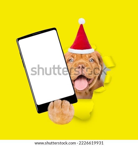 Happy Mastiff puppy wearing santa hat holds big smartphone with white blank screen in it paw, showing close to camera through torn yellow paper hole. Empty free space for mock up, banner
