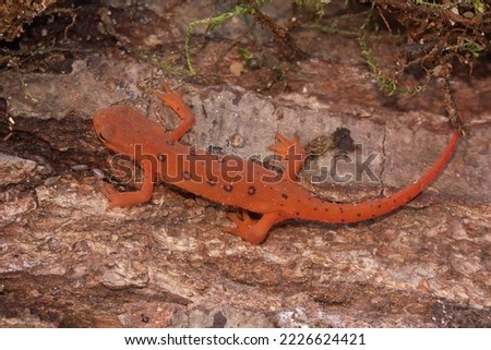 Full body closeup on a colorful red eft stage juvenile Red-spotted newt Notophthalmus viridescens sitting on wood