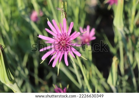 Tragopogon porrifolius is a medicinal herb that is used in the treatment of diseases of the gallbladder, liver, or urinary tract. It is also used as a vegetable. It is commonly known common salsify.   Royalty-Free Stock Photo #2226630349