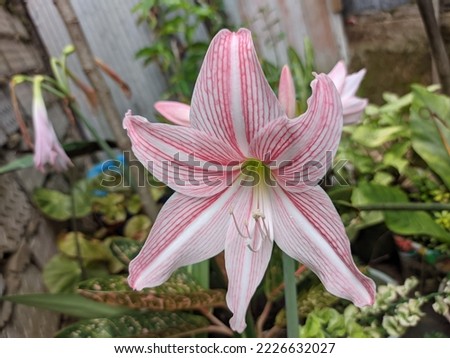 
A close-up of a beautiful netted veined pink lily or amaryllis flower