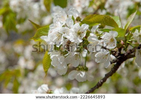 Honeybee on white flower of sweet cherry tree. Honeybee collecting pollen and nectar to make sweet honey. Small green leaves and white flowers of sweet cherry tree blossoms at spring day in garden. Royalty-Free Stock Photo #2226645893