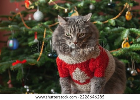 Serious gray domestic cat in red sweater against Christmas tree. Christmas style, winter holidays Royalty-Free Stock Photo #2226646285