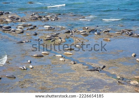 sea elephants on the coast of Puerto Piramides in Patagonia Argentina