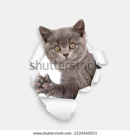 Cute kitten looks through a hole in white paper
