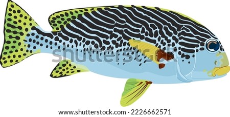diagonal banded sweetlips coral reef fish alive realistic detailed shaded