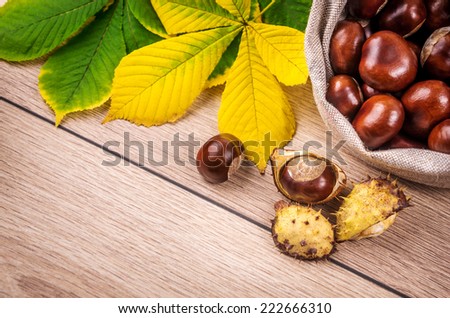 Autumn theme with a horse chestnut leaves.