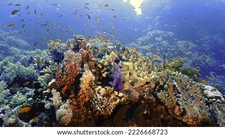 Underwater photography of colourful coral reef. From a scuba dive.