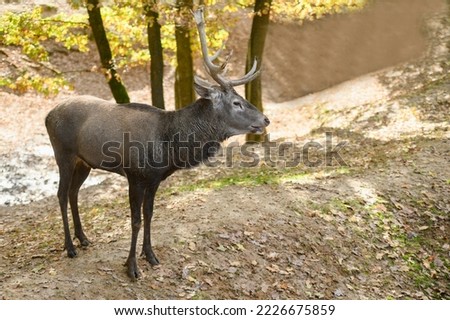 Cervidae.Buck deer spreading antlers walk in the reserve. High quality photo
