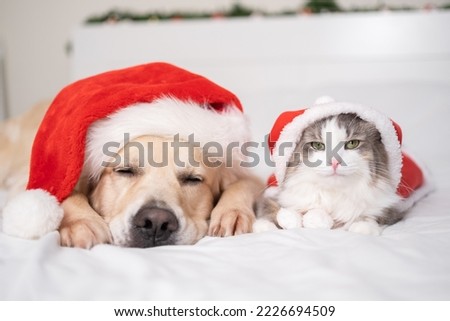 Adorable dog and cat lying on a white bed wearing a Santa Claus Christmas hat. A pet Christmas together.