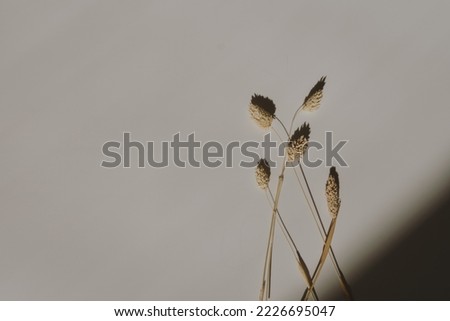 Dried rabbit tail grass stalks on tan white background with copy space. Warm sunlight shadow reflections silhouette. Minimalist simplicity flat lay. Aesthetic top view flower composition
