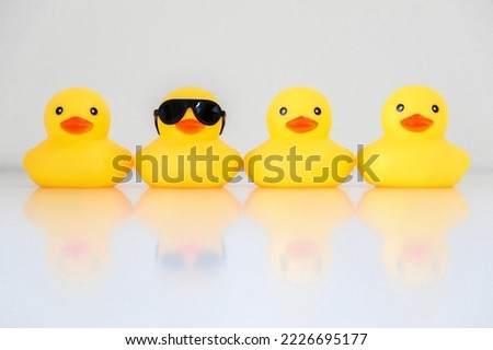 Four yellow rubber ducks in a row, one standing out wearing black sunglasses, with reflection, organisation concept, get one’s ducks in a row. White background. Royalty-Free Stock Photo #2226695177