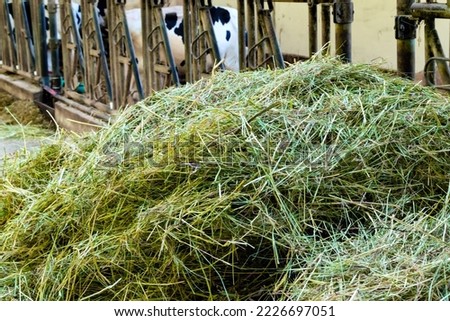 Freshly harvested hay in a cowshed