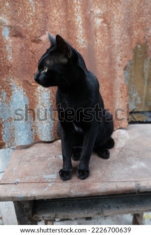 cute black cat natural movement