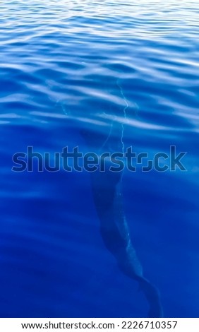 Huge beautiful whale shark swims on the water surface on boat tour in Cancun Quintana Roo Mexico.