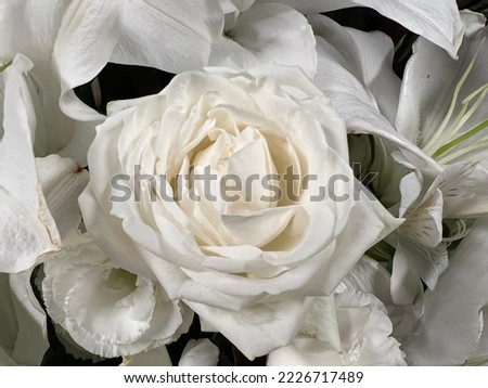 Close-up of a white rose.