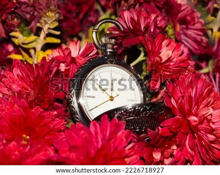 beautiful red chrysanthemum flowers and christmas vintage clock
