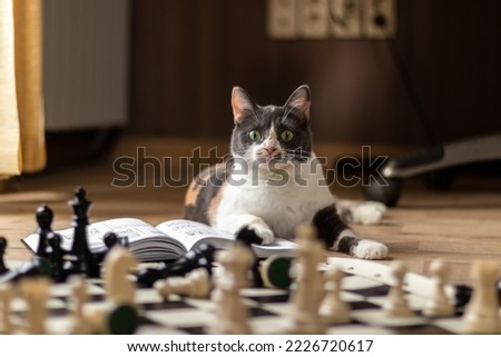funny cat and chess indoor. funny cat eye expression