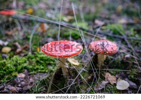 Closeup of vibrant mushrooms growing on forest floor Royalty-Free Stock Photo #2226721069
