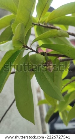Close up pictures of soursop flowers