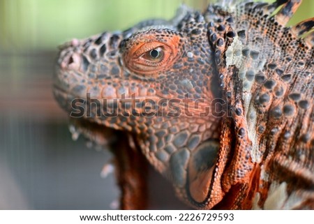 the eyes of Red iguana colombia