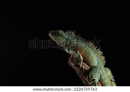 Chinese Water Dragon - Studio captured against black background