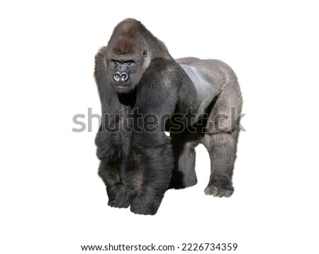 western lowland gorilla isolated on white background Royalty-Free Stock Photo #2226734359