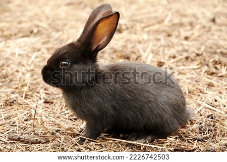 Small black rabbit sitting on the straw in the garden. Funny animals in the wild