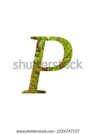 Letter P of the alphabet made with a red and green leaf of the vegetable Swiss chard (Beta vulgaris), with colors red and green, isolated on a white background