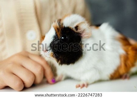 Trichromatic nice guinea pig sit on table closeup, selective focus. Body of girl in yellow sweater blurred on background. Child play with furry cavy. Look after pets. People and animals.