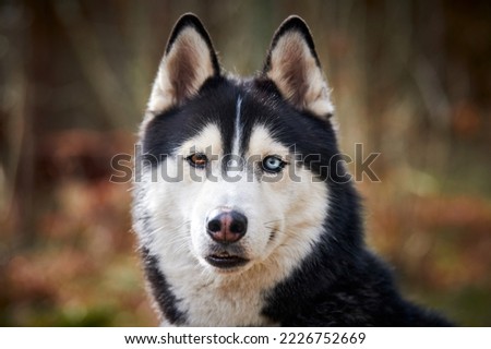 Siberian Husky dog portrait with blue brown eyes and black white coat color, cute sled dog breed. Friendly husky dog portrait outdoor forest background, walking with beautiful adult pet