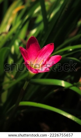 Pink rain lily zephyranthes flower blooms in the garden. Pink rain lily zephyranthes flower have latin named zephyranthes minuta. zephyranthes minuta flower from amaryllidaceae family. Pink rain lily.