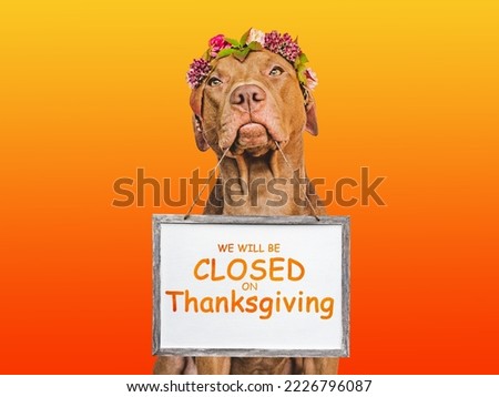 Signboard that says We will be closed on Thanksgiving. Charming brown puppy and bright background. Close-up, indoors. Studio shot. Pet care concept