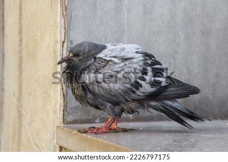 A closed up picture of Grey Pigeon on the ground with a messy feathers. 