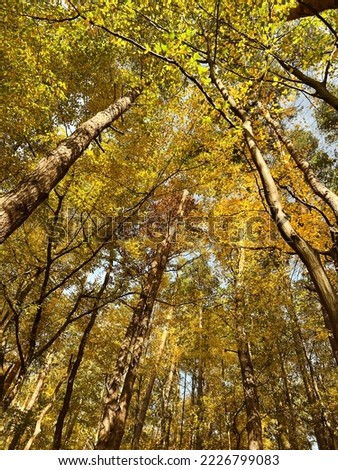 Variety crowns of the trees in the spring forest against the blue sky with the sun. Bottom view of the trees. High quality photo