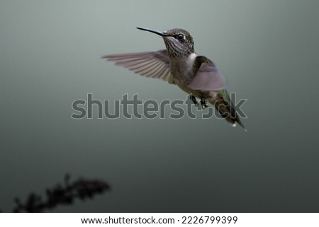 A wildlife photo of a hummingbird photo in flight. Hummingbird portrait. 