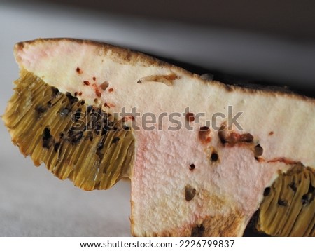 a wormy mushroom in which a pretty worm could be seen when cut open Royalty-Free Stock Photo #2226799837